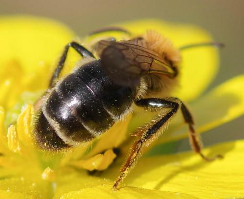 Réf. 277 325 : Andrena sp.